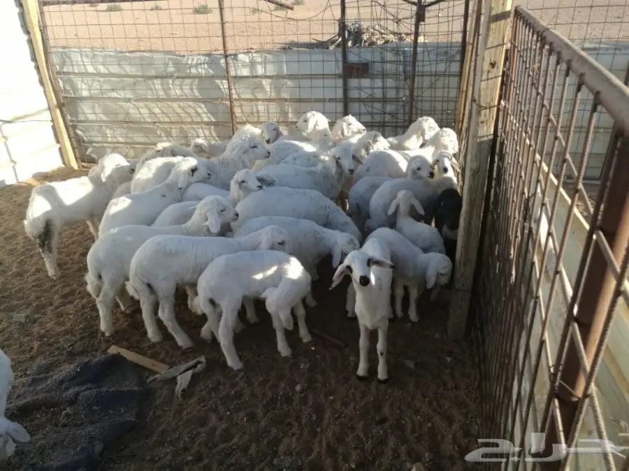 ضان حريات خلفات 30 يتبعها 30 (image 5)