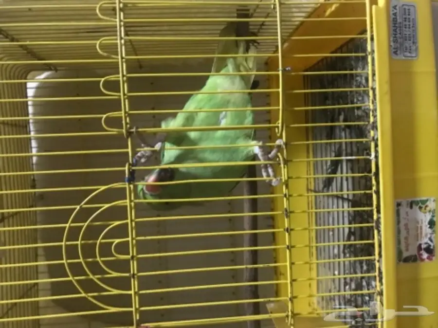 للبيع: حمامة أليفَة فروحة (Yoffa) - فرصة لا تُفوّت!