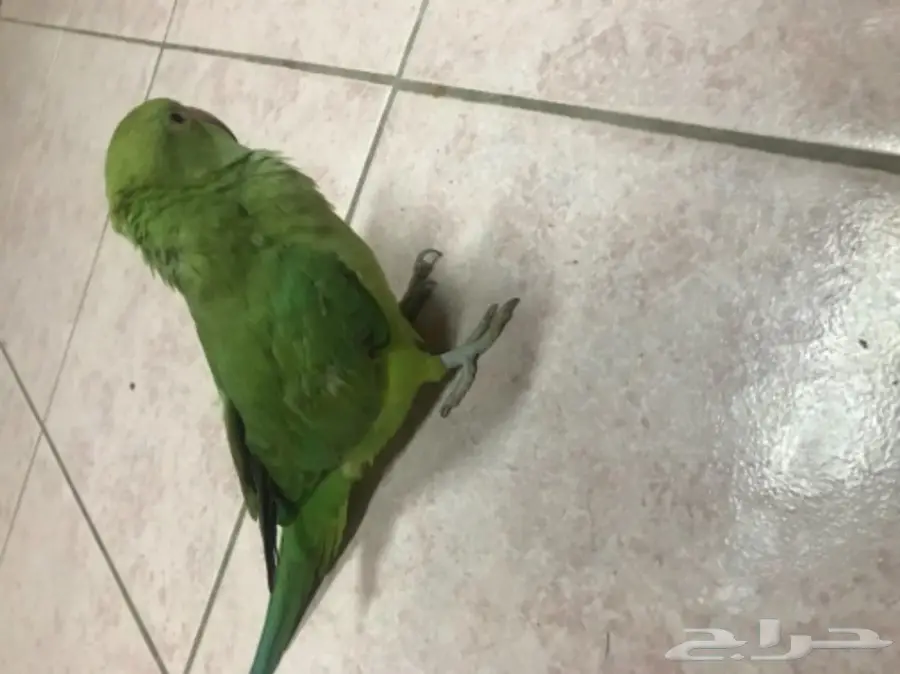 للبيع: حمامة أليفَة فروحة (Yoffa) - فرصة لا تُفوّت! (image 1)