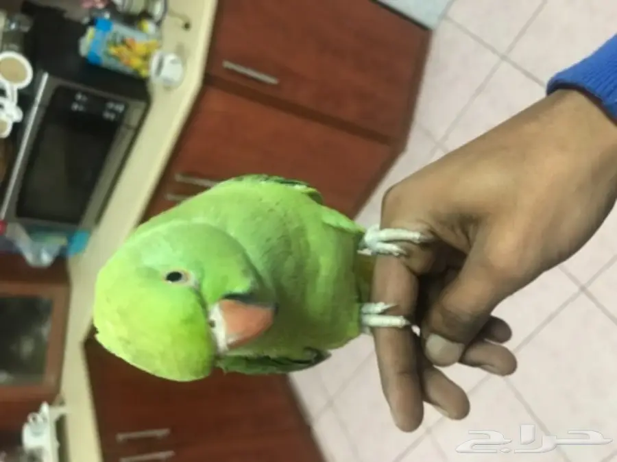 للبيع: حمامة أليفَة فروحة (Yoffa) - فرصة لا تُفوّت! (image 2)