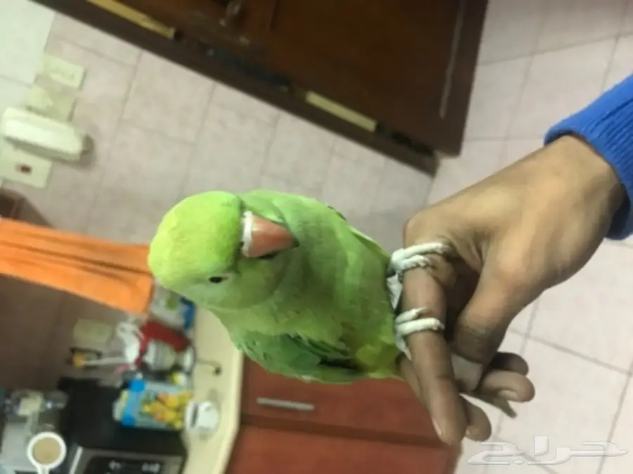 للبيع: حمامة أليفَة فروحة (Yoffa) - فرصة لا تُفوّت! (image 3)