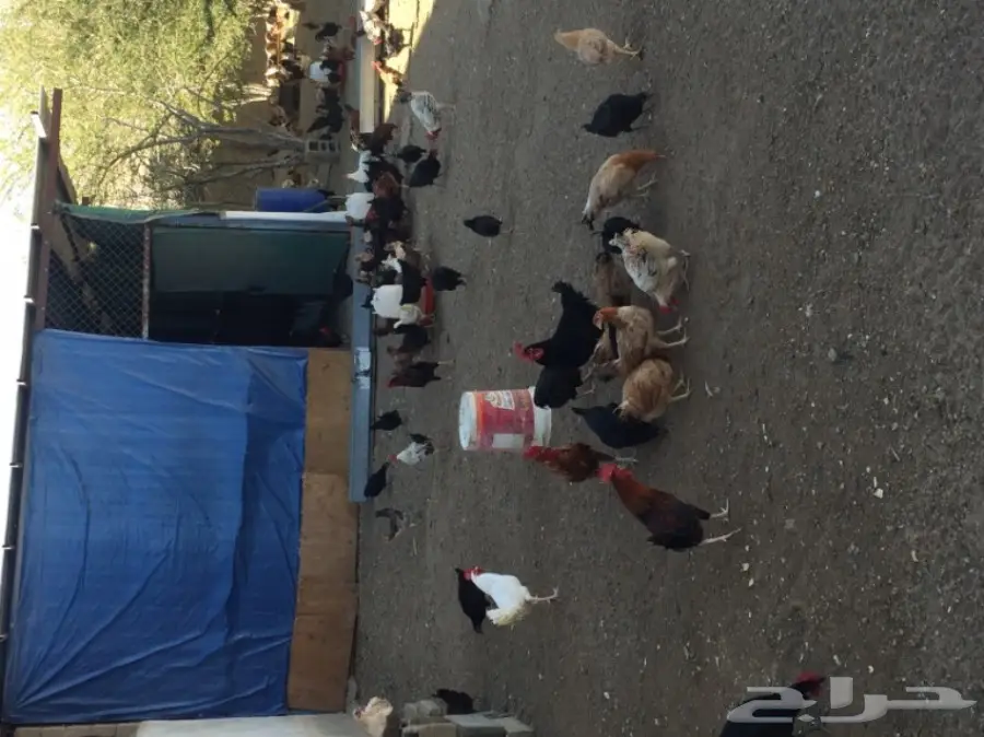 مزرعة دواجن لتقبيل 