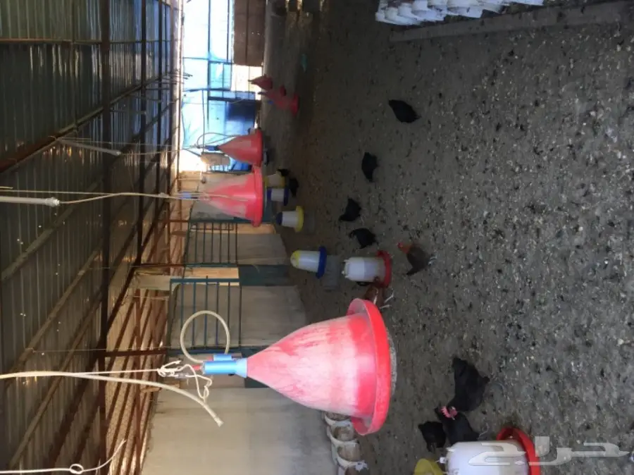 مزرعة دواجن مجهزة للتقبيل - فرصة ذهبية! (image 1)