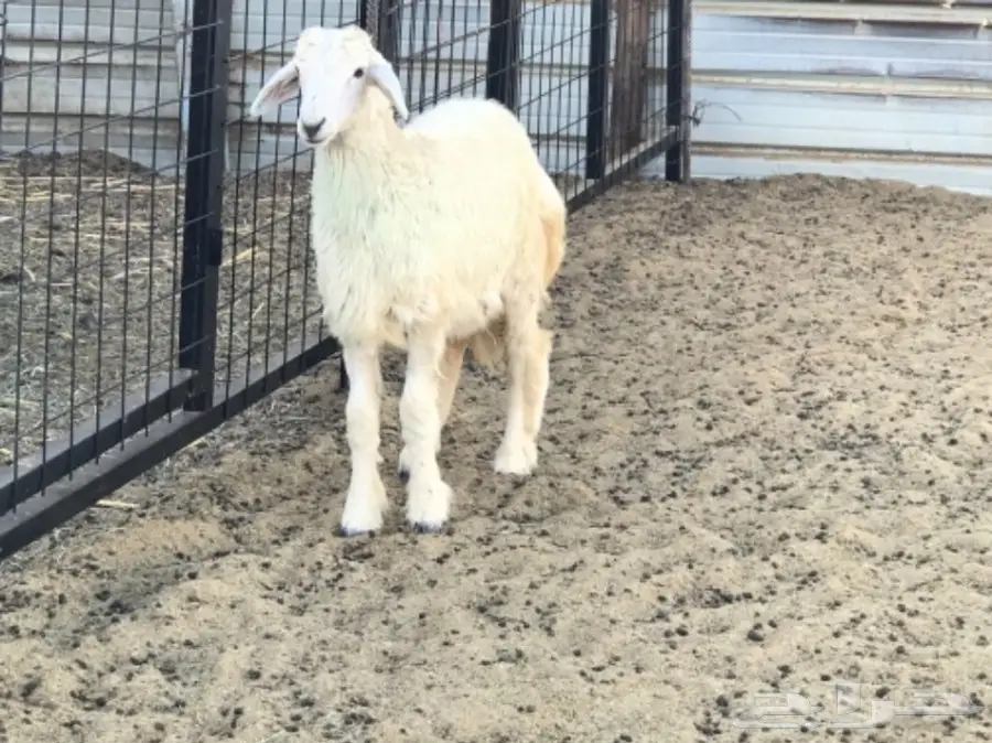 رخال شحم ولحم والصحة على الشرط (image 1)