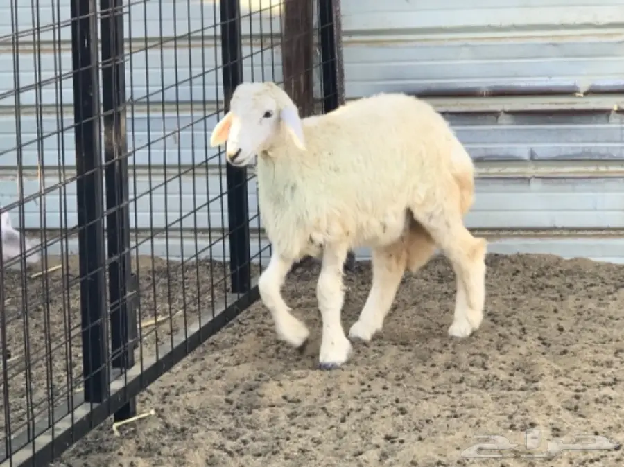 رخال شحم ولحم والصحة على الشرط (image 2)