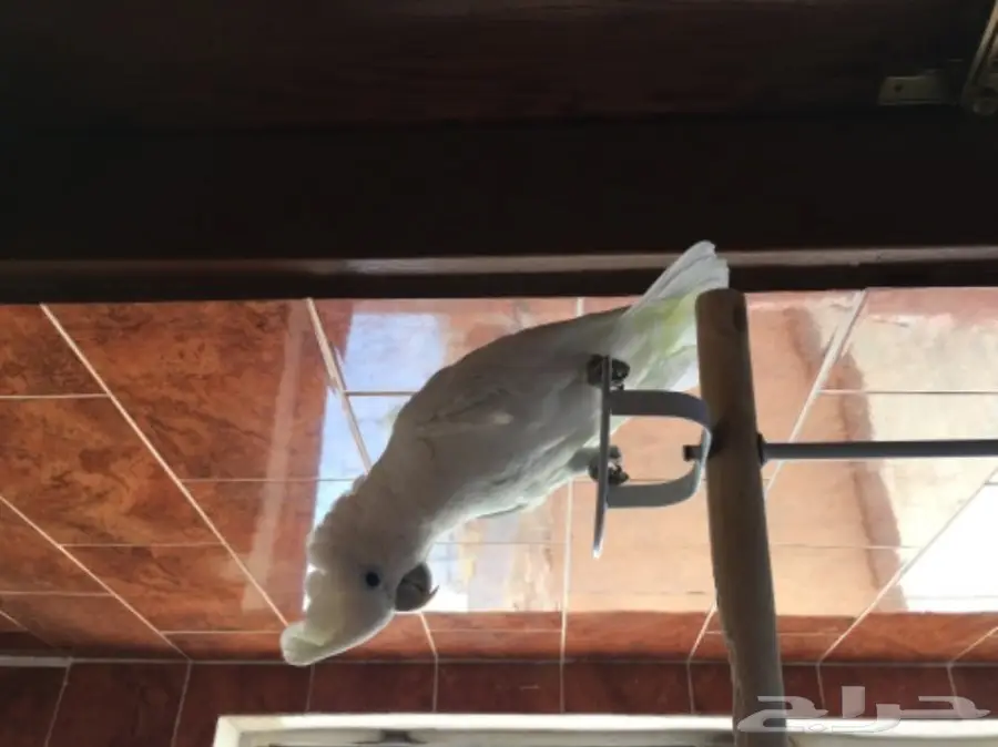 كوكاتو سلمون من النوادر للبدل  (image 2)