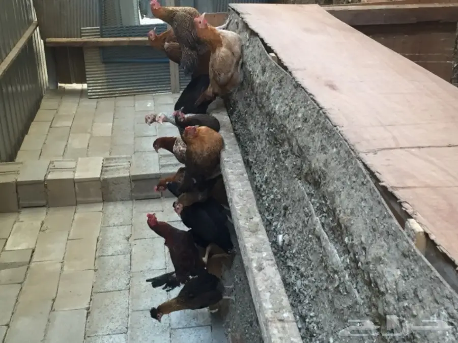 دجاج بلدي للبيع 