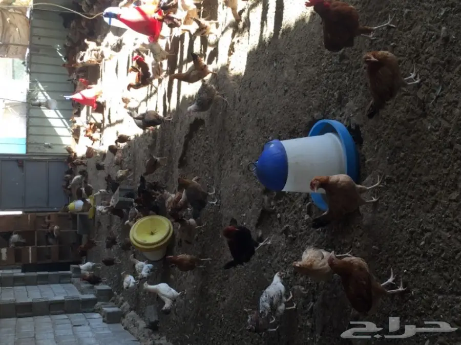 دجاج بلدي للبيع  (image 1)