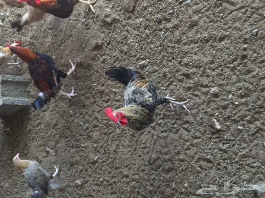 دجاج بلدي للبيع  (image 2)