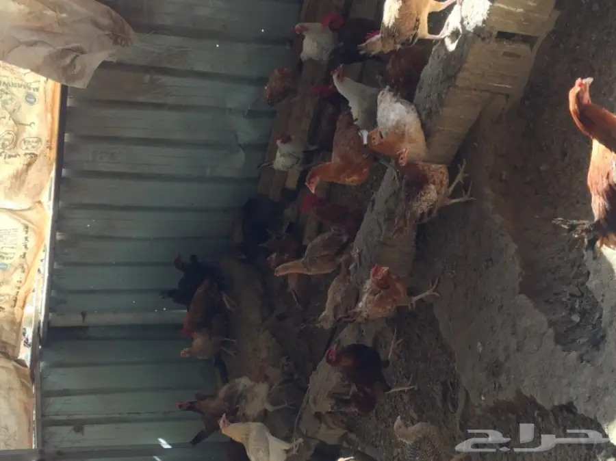 دجاج بلدي للبيع  (image 3)