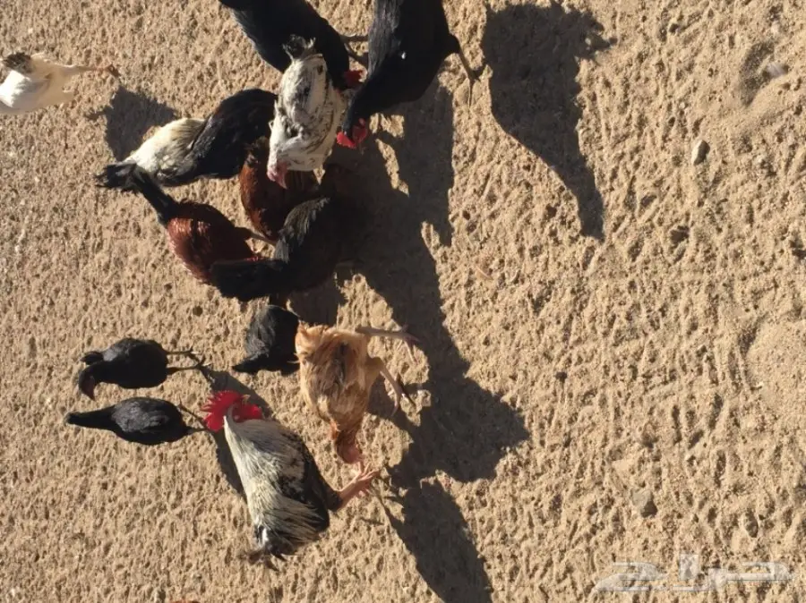 دجاج بلدي للبيع  (image 4)