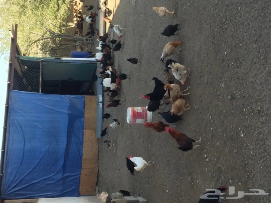 دجاج بلدي للبيع  (image 6)