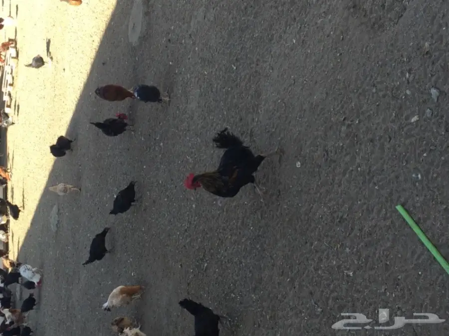 دجاج بلدي للبيع  (image 7)