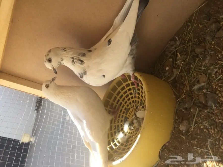 حمام وحشي (image 1)