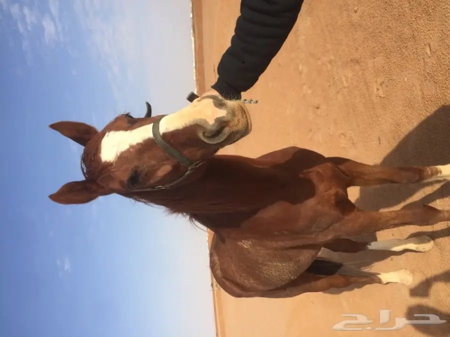 حصان انتاج (image 2)