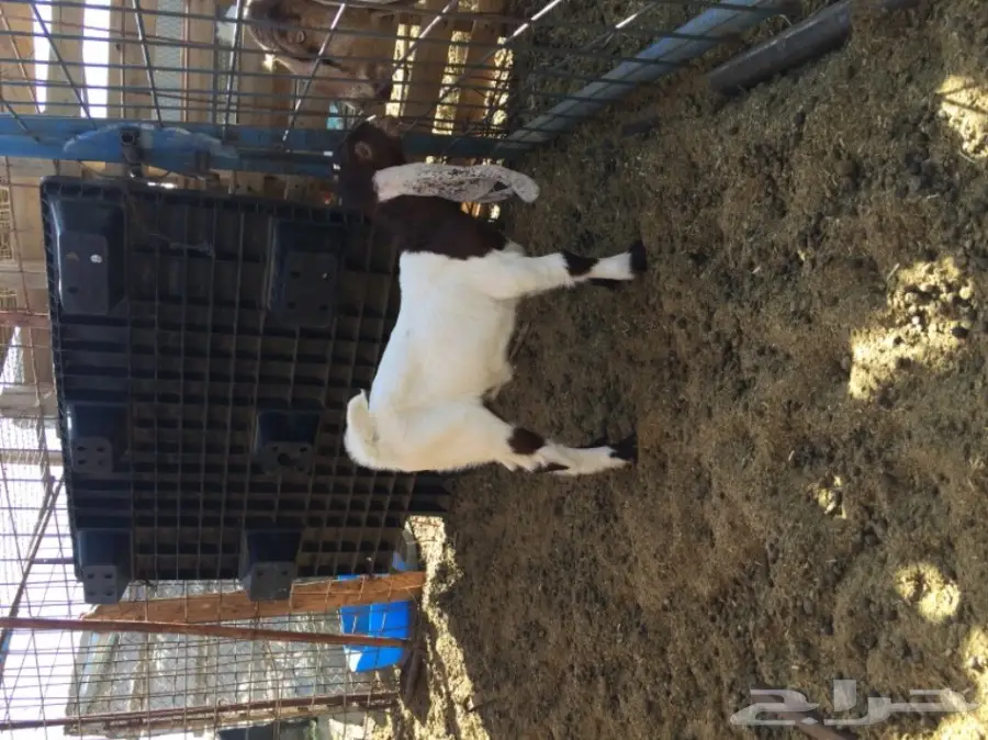 جفره هولنديه صنف