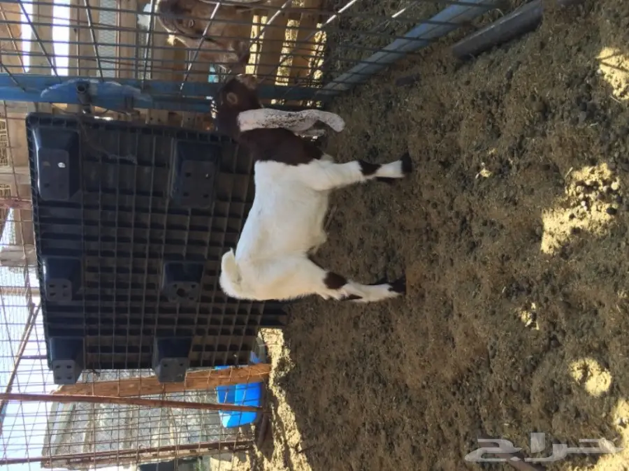 جفره هولنديه صنف (image 1)