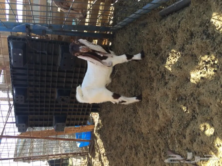 جفره هولنديه صنف (image 2)