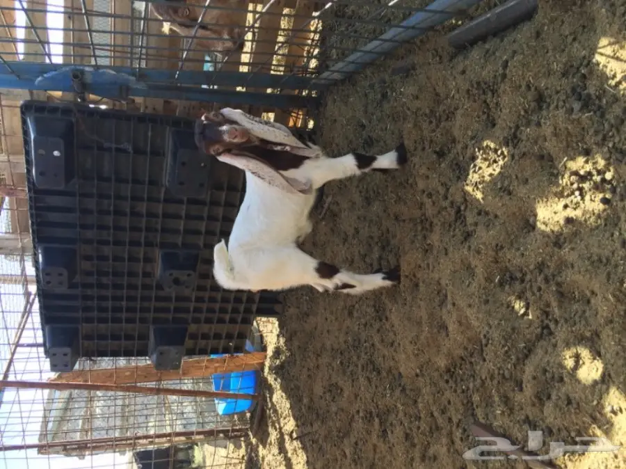 جفره هولنديه صنف (image 3)