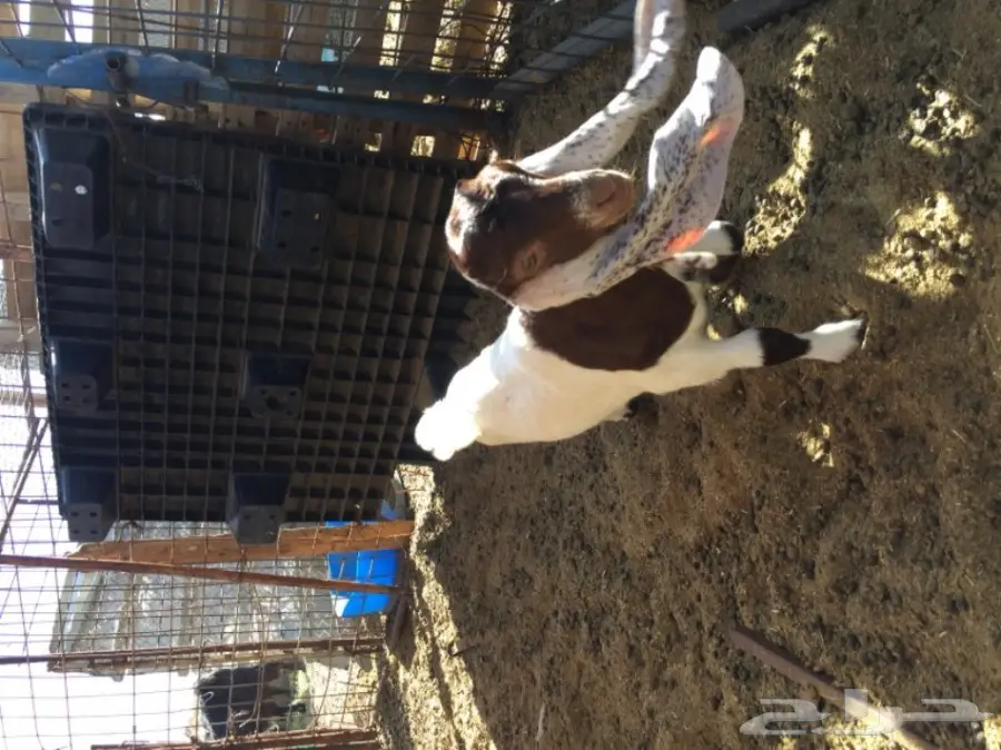 جفره هولنديه صنف (image 4)