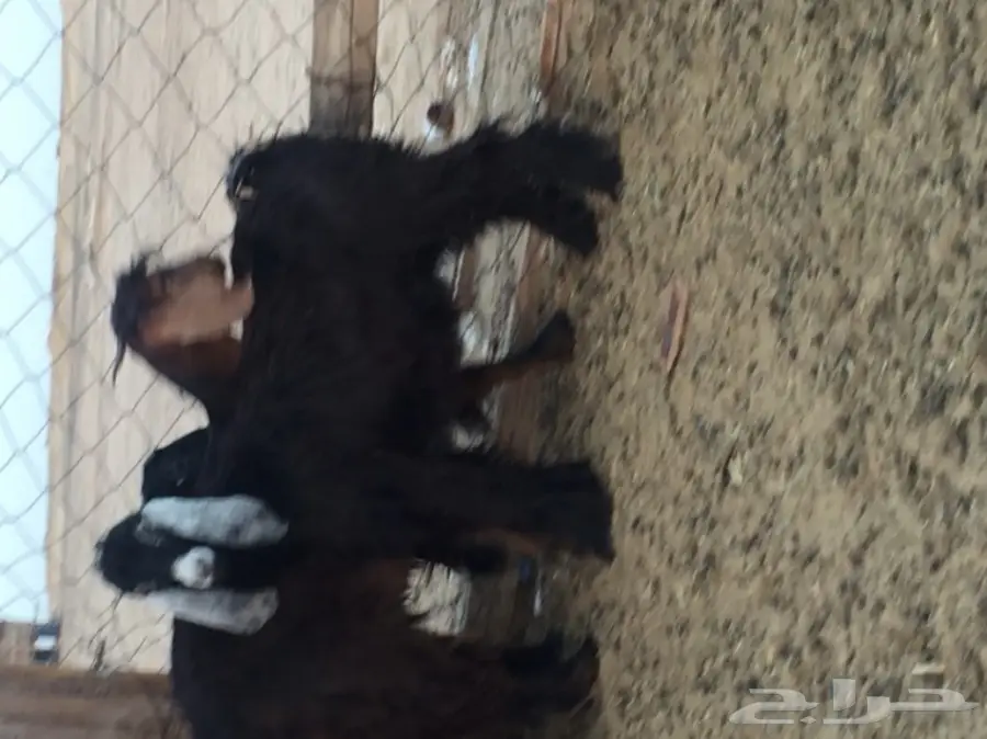 بائع يوفر تيس صغير للبيع - مثالي لطلعاتك!