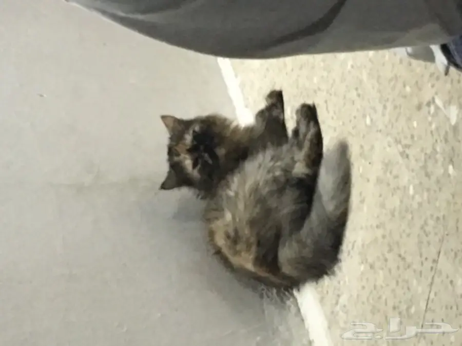 قطه شيرازي  (image 1)