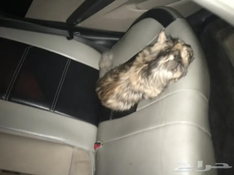 قطه شيرازي  (image 3)