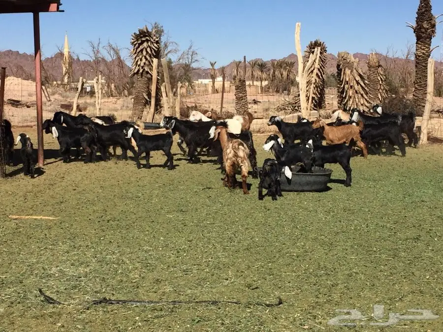 للبيع: صخال ممتاز - فرصة لا تعوض! (image 29)