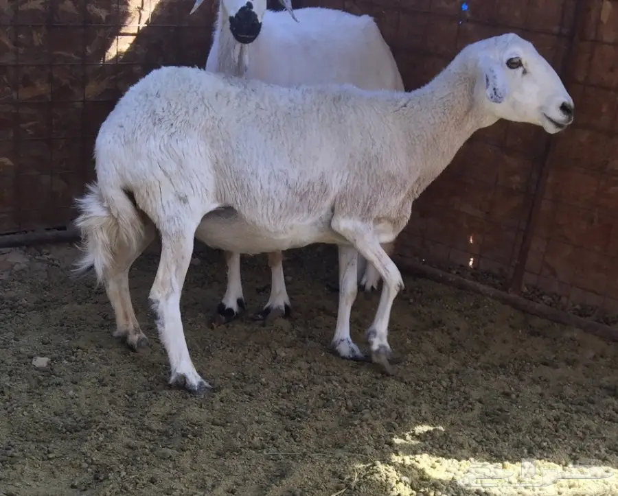 نعجه حريه دافع .. مضرع  (image 1)