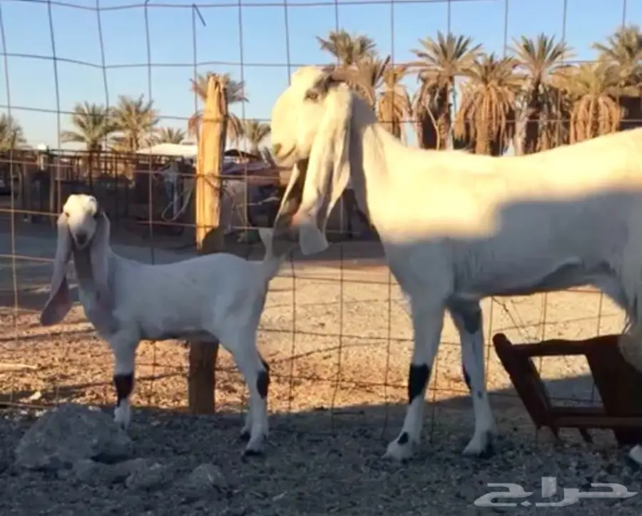 خيول للبيع - عِرقان ورباعيات - فرسان شباب (image 6)