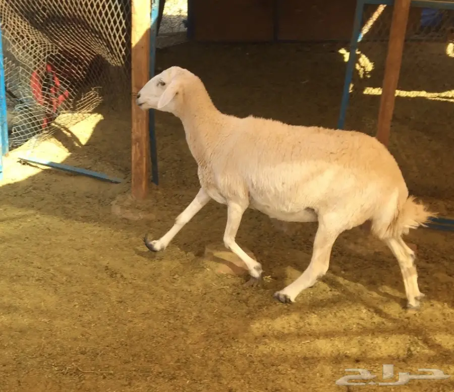 نعجه حريه دافع .. مضرع 