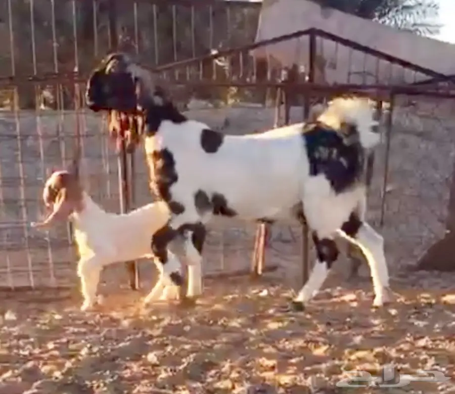 خيول للبيع - عِرقان ورباعيات - فرسان شباب (image 2)