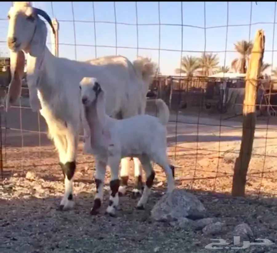 خيول للبيع - عِرقان ورباعيات - فرسان شباب (image 7)