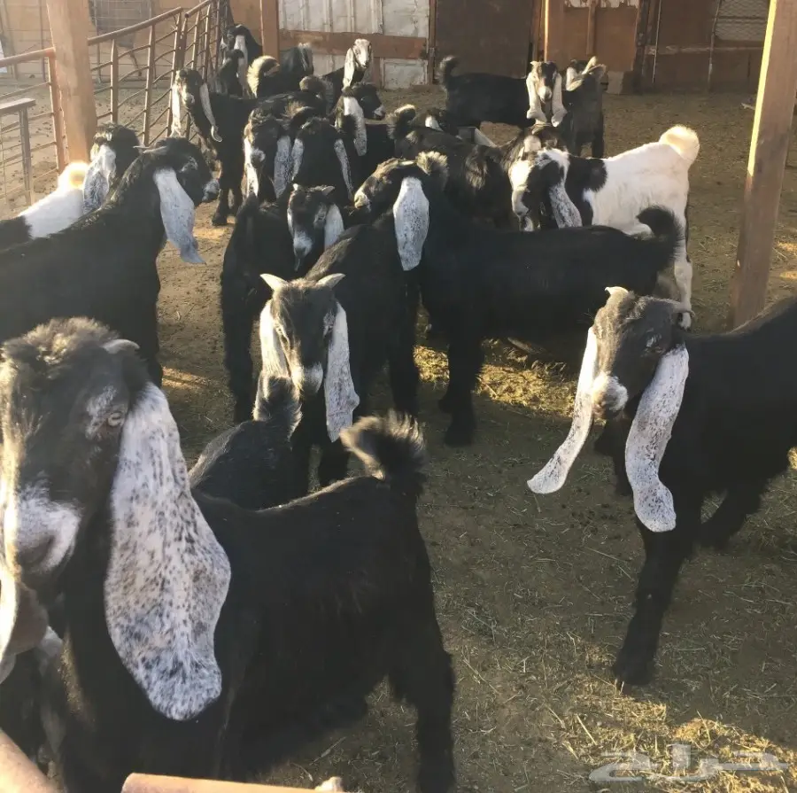 50 تيوس وجفرات - انتاج مراح واحد - 3 شهور عمر (image 6)