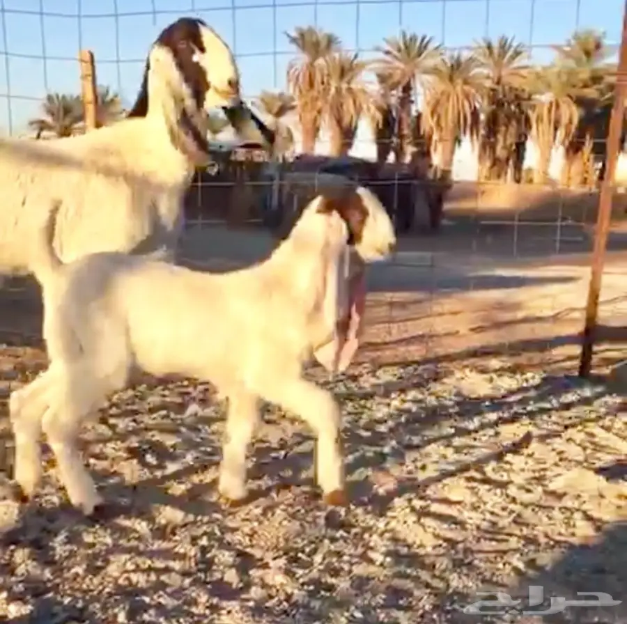 خيول للبيع - عِرقان ورباعيات - فرسان شباب (image 10)