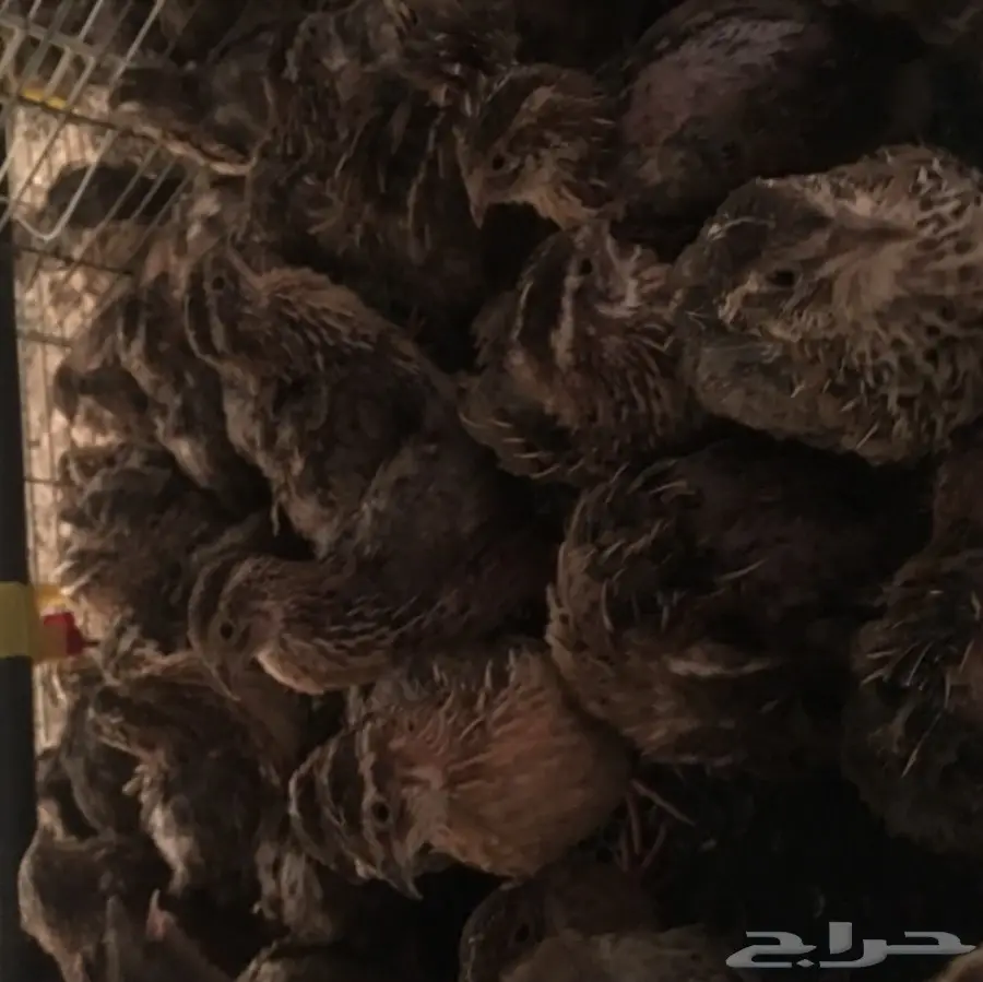 للبيع سمان.  الزوج 6 ريال  يابلاش (image 1)