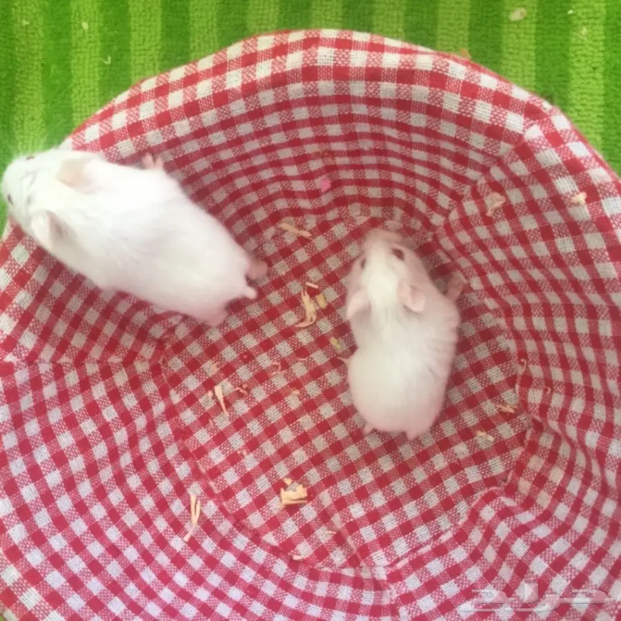 هامستر روسي