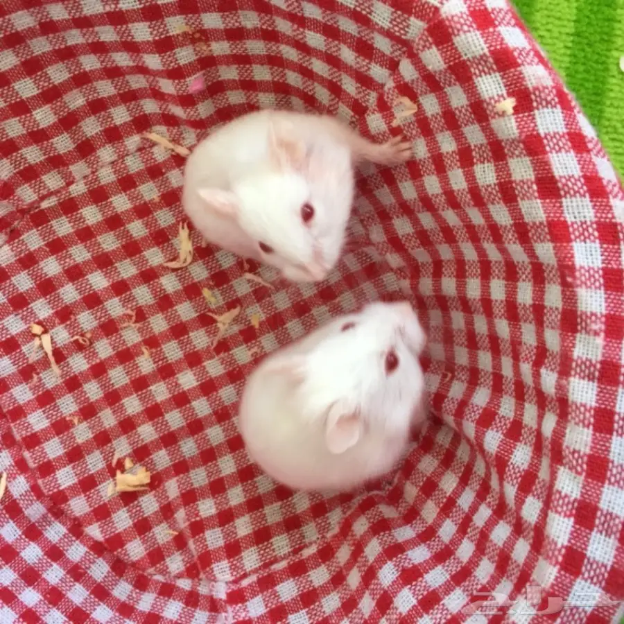 هامستر روسي (image 1)