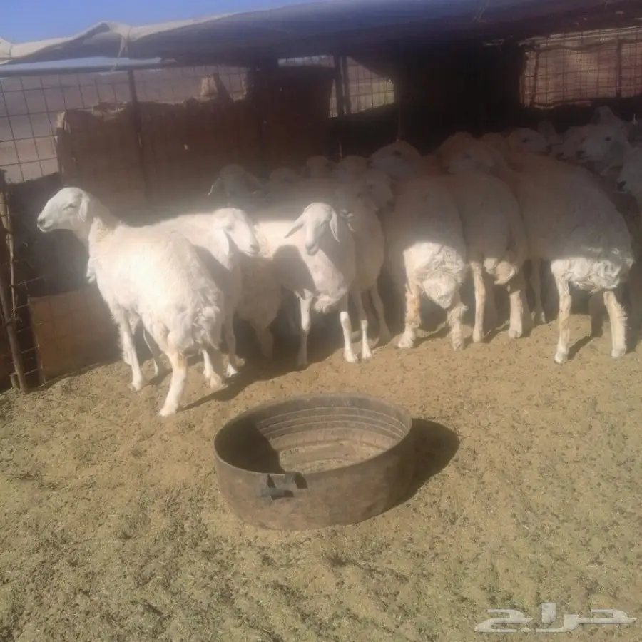 رخال طيبات ذبح ومقنوي العدد25 فل الفل