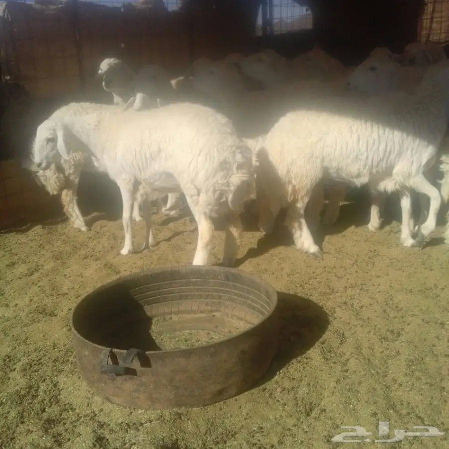 رخال طيبات ذبح ومقنوي العدد25 فل الفل (image 1)