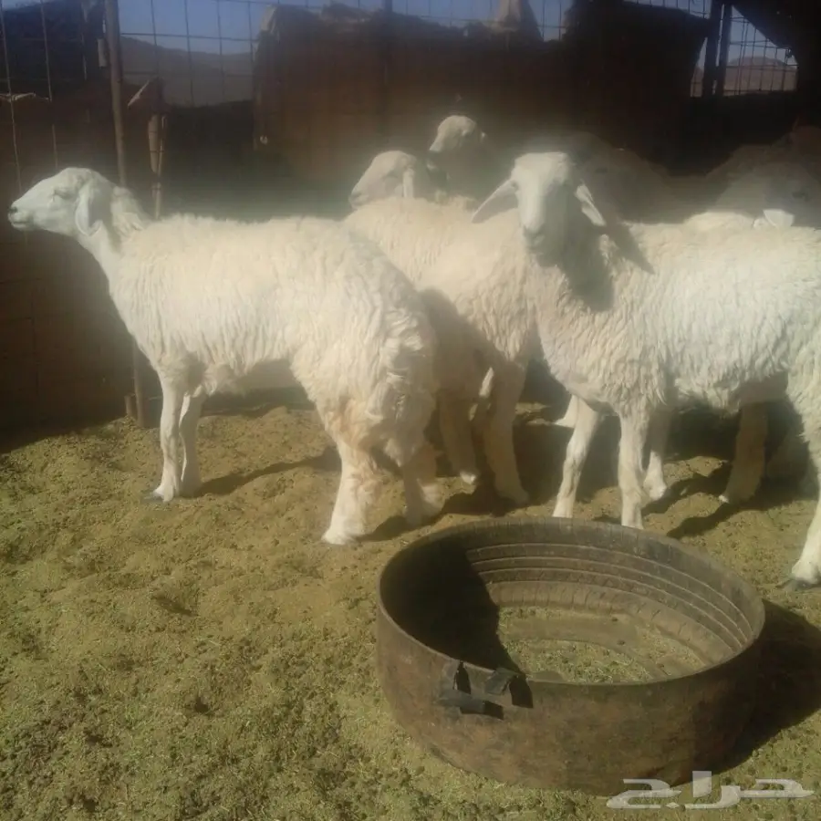 رخال طيبات ذبح ومقنوي العدد25 فل الفل (image 2)