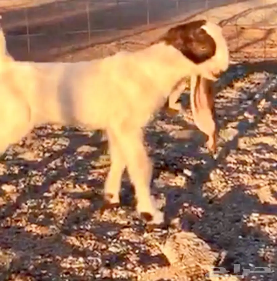 خيول للبيع - عِرقان ورباعيات - فرسان شباب (image 16)