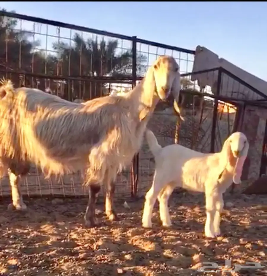 خيول للبيع - عِرقان ورباعيات - فرسان شباب (image 4)