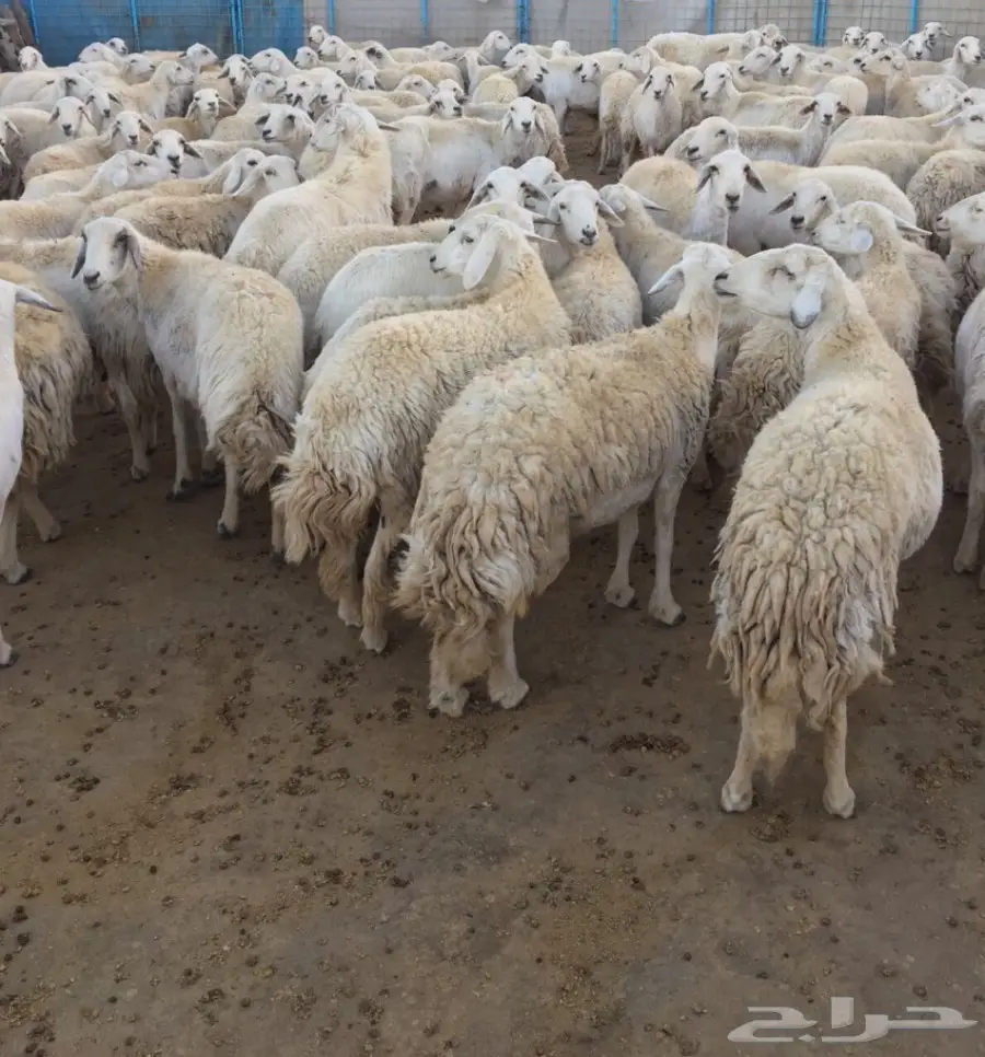 غنم 191 وبهمها 81 (image 10)