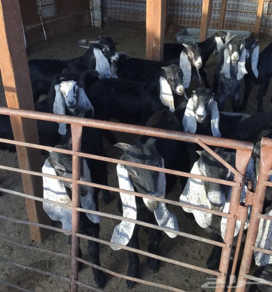 50 تيوس وجفرات - انتاج مراح واحد - 3 شهور عمر (image 8)