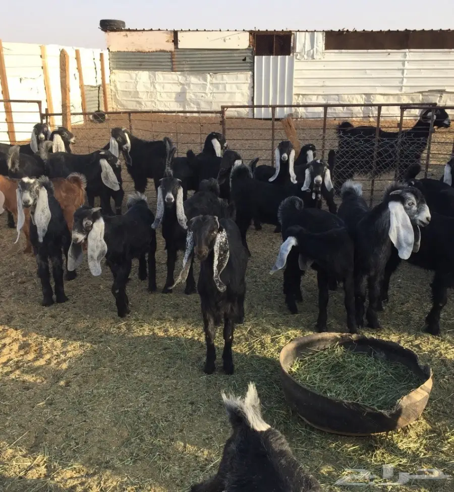 50 تيوس وجفرات - انتاج مراح واحد - 3 شهور عمر (image 3)