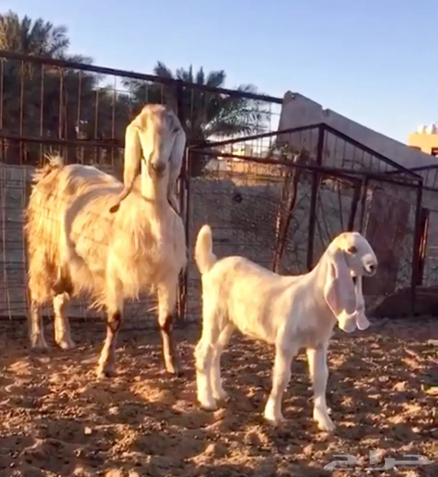 خيول للبيع - عِرقان ورباعيات - فرسان شباب (image 3)