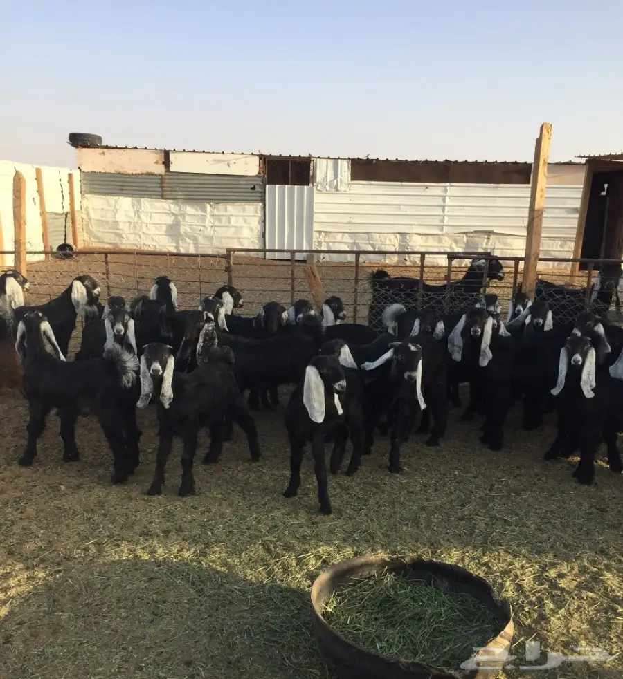 50 تيوس وجفرات - انتاج مراح واحد - 3 شهور عمر (image 1)