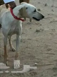 سلق -سلوقي (image 1)