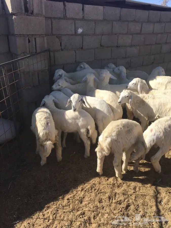 القصيم - جنوب غرب الرس  (image 7)